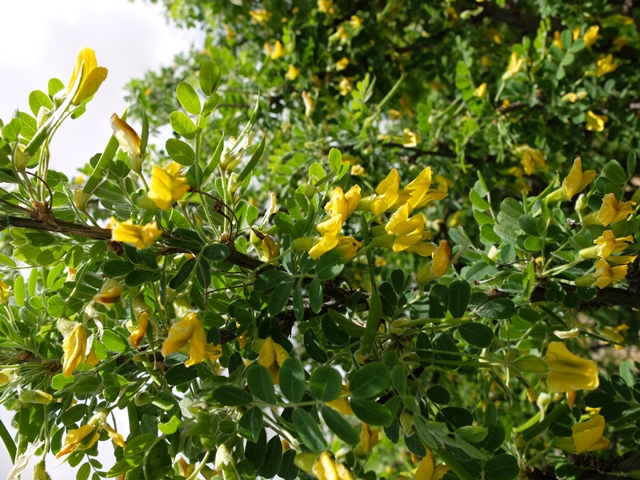 Caragana arborescens